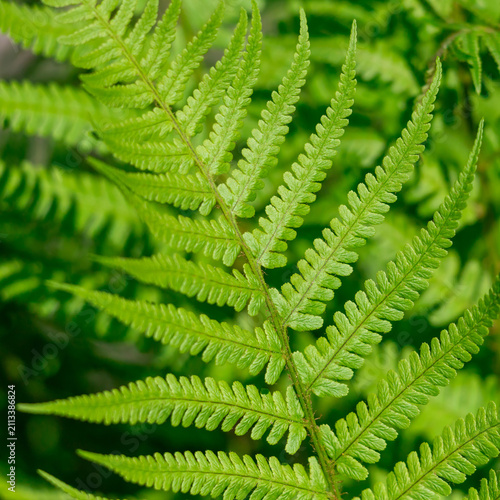 Vibrant green fern fronds fill the frame, revealing delicate leaflets, repeat...