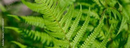 Vibrant green fern fronds fill the frame, revealing delicate leaflets, repeat...