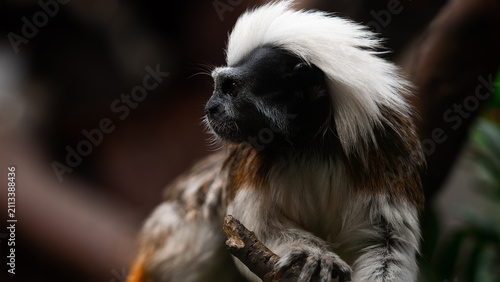 Photography Cotton-top tamarin in the jungle
