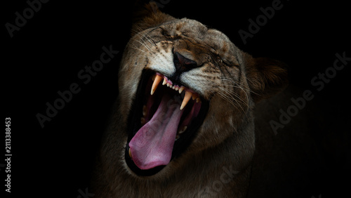 Photography Lioness (lion) roars, black dark background, close up animal  portrait