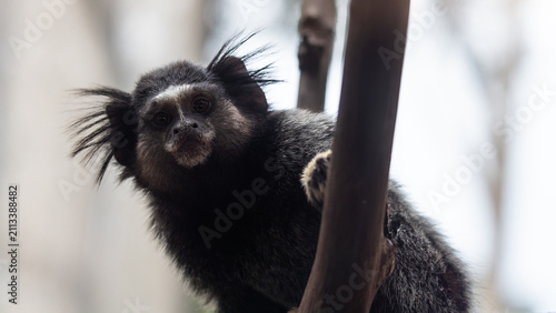 Bild auf Leinwand Common marmoset on the tree in the jungle