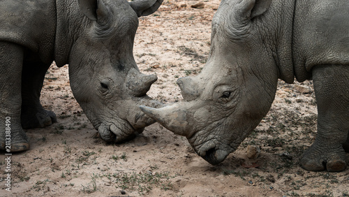 Cuadro en lienzo Two rhinoceros (rhino) standing portrait