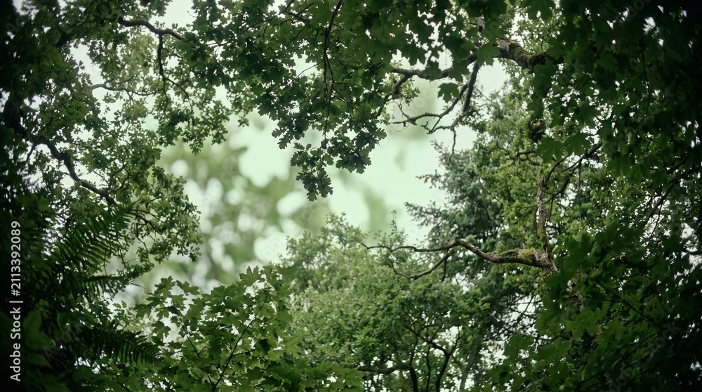 Fototapeta premium Lush Green Canopy of Forest Trees Looking Upwards to the Bright Overcast Sky in Nature
