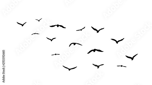 Cuadro en lienzo flock seagull birds flying isolated on clear background