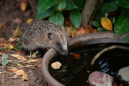 Igel trinkt Wasser aus einer Wasserschale im Garten