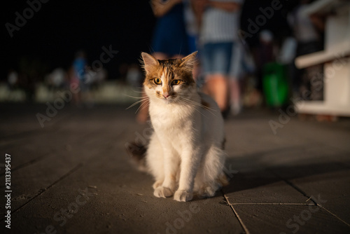 Stray calico cat sitting on resort promenade embankment at night