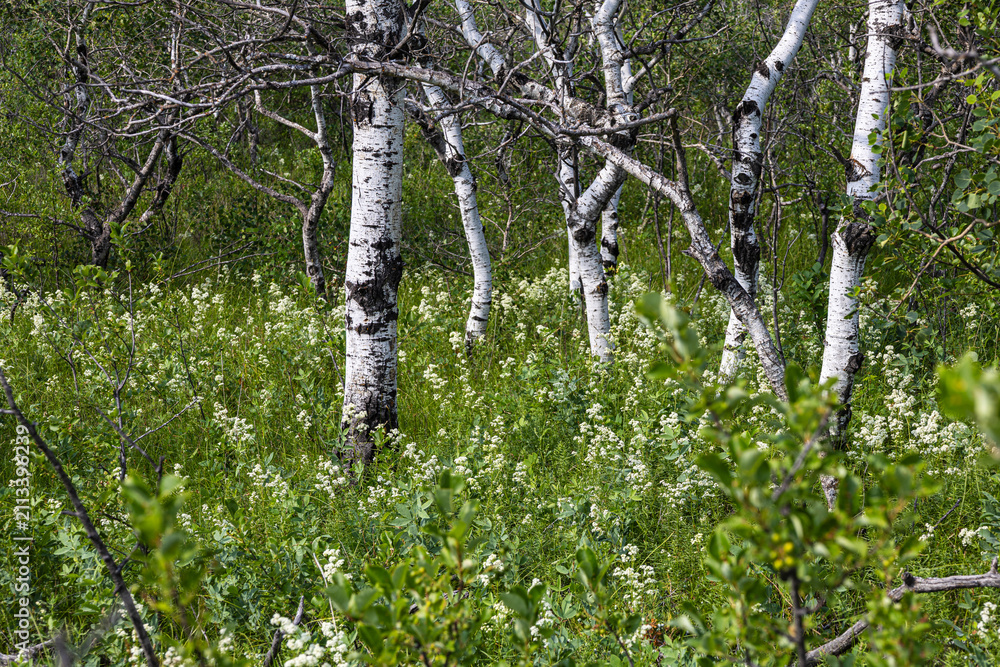 Fototapeta premium Natural Aspen Grove with Northern Bedstraw Wildflowers Ground Cover
