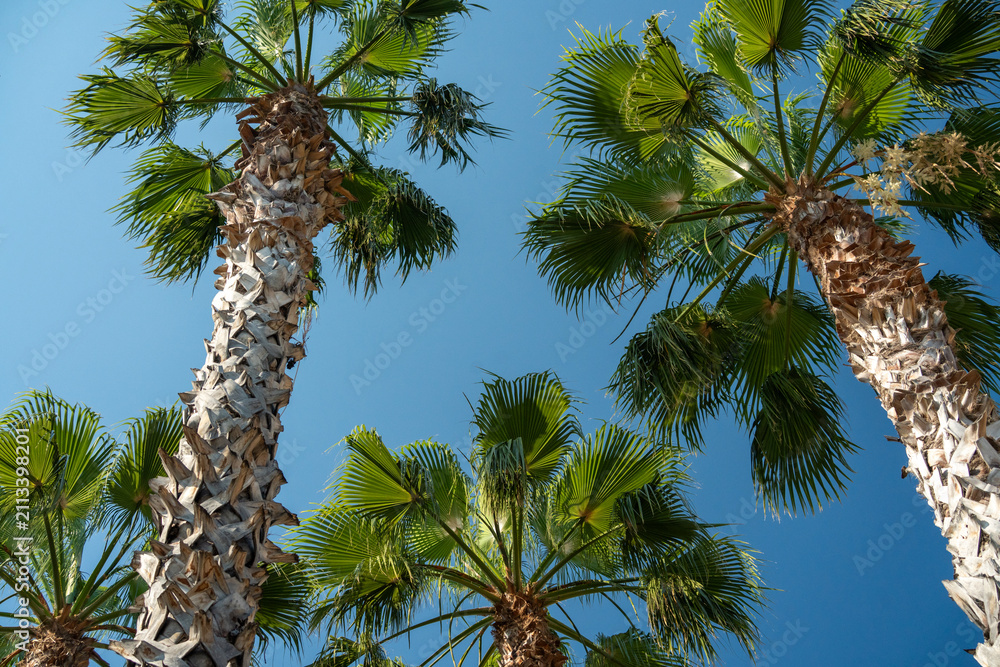 Fototapeta premium Looking up at Washingtonia fan palm trees crowns against blue sky
