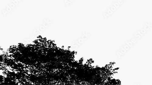 Silhouette Serene Tree Canopy Low Angle Natural Scenery Background