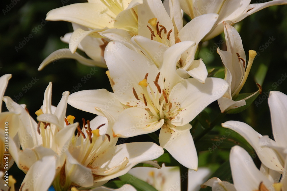 Obraz premium Close-up of elegant white lily flowers in full bloom, showcasing delicate petals, prominent stamens with brown anthers, and vibrant green foliage. 