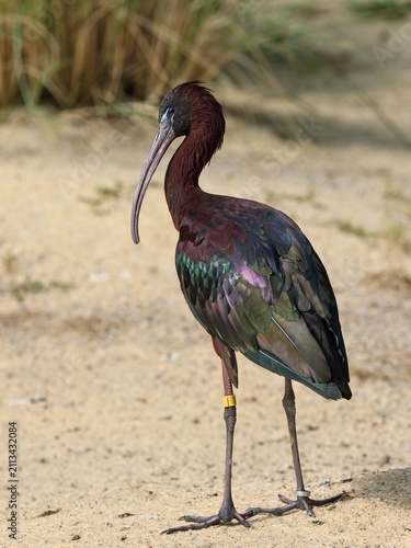 Konstfotografi Glossy ibis