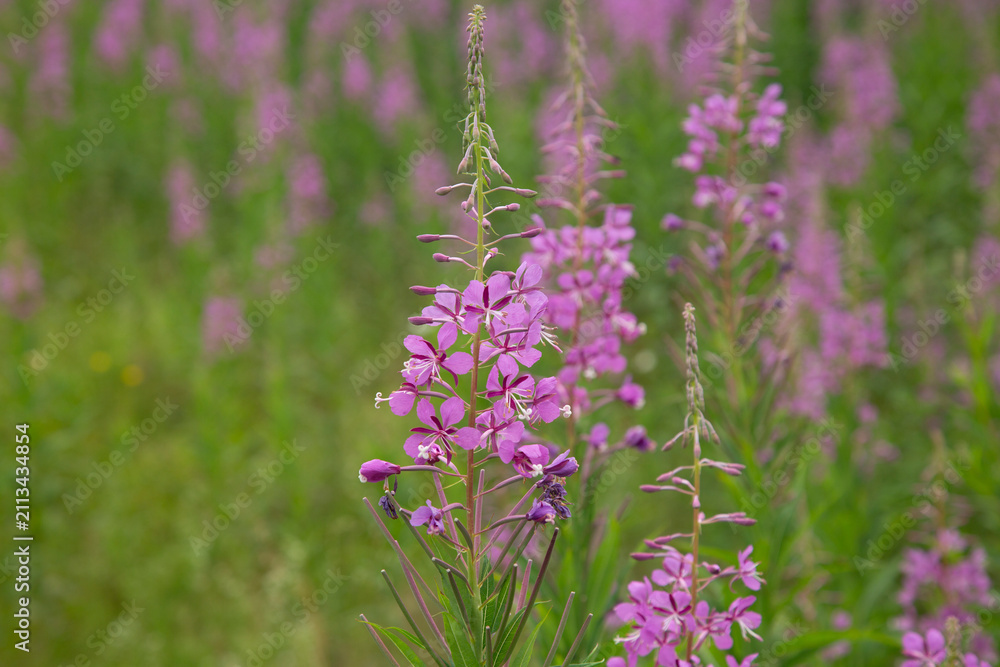 Obraz premium Ivan Tea, narrow-leaved fireweed, blooms in the forest