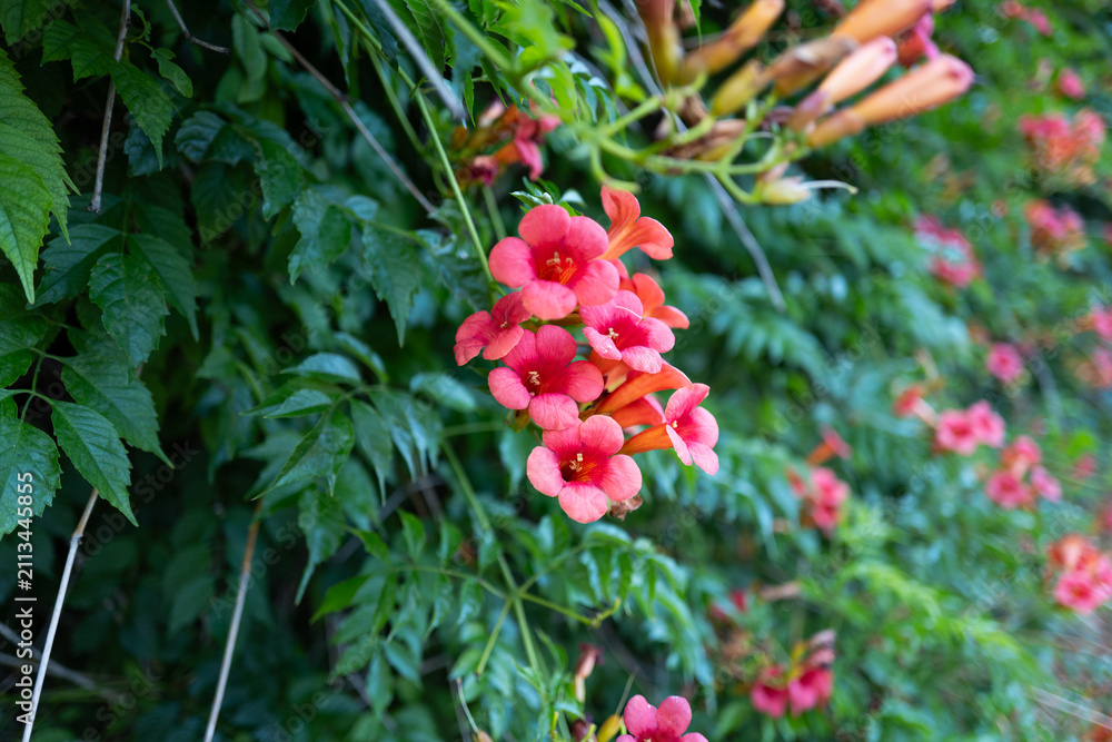 Obraz premium Flowers in nature, greenery, garden, floral arrangement, peaceful background
