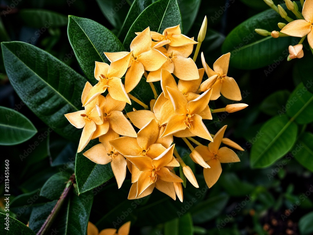 Obraz premium Beautiful yellow Ixora flowers (jungle geranium) blooming in a lush green garden, close-up shot of tropical floral cluster.