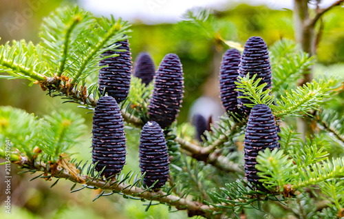 A close-up of the Korean fir (Abies koreana) with its upright, blue-violet cones. The needles are green on top and silvery on the underside.