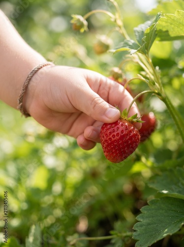 Close-up of a child's hand picking a fresh strawberry in a sunny garden