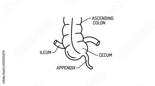 Obraz na plátně Human Anatomy Cecum and Appendix Diagram