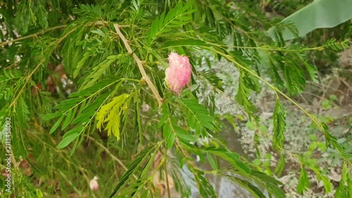 Pink flowers and green leaves 