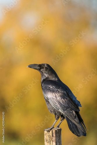 Raven; Corvus corax, late autumn in Suffolk uk