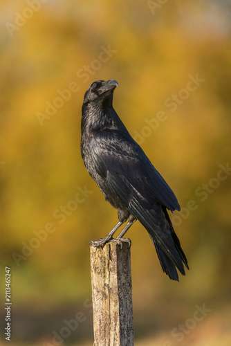 Raven; Corvus corax, late autumn in Suffolk uk
