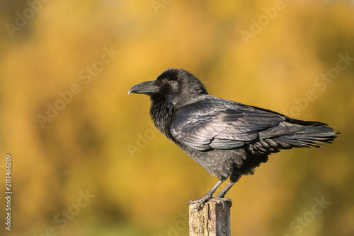 Raven; Corvus corax, late autumn in Suffolk uk