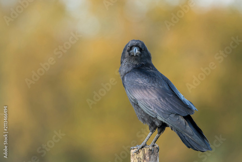 Raven; Corvus corax, late autumn in Suffolk uk