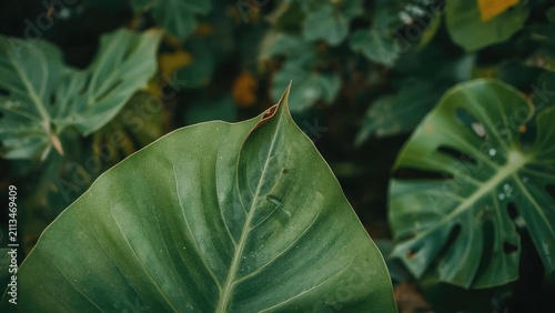 A large green leaf from a tropical plant, with other leaves visible in the background.