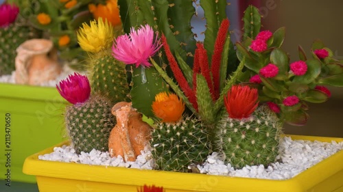 Blooming cacti in colorful decorative container