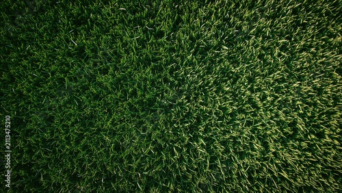 Lush green grass field seen from above with dense, thick blades. Nature and vegetation, outdoor scene. The greenery of a healthy lawn or natural environment.