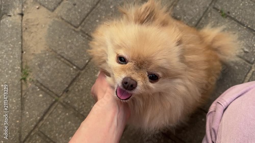 Fluffy cream-colored Pomeranian dog being petted under chin by person outdoors, happy expression with tongue out on paved ground. Pets, companionship, love