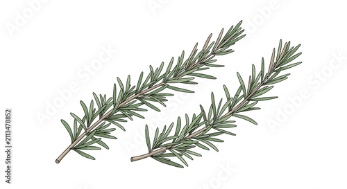 Rosemary sprigs of fresh green aromatic herbs drawn in a detailed vector illustration style and isolated on a white background.