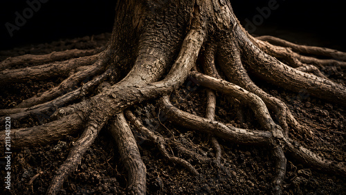 Intertwined Tree Roots Growing Across Soil for Resilience and Stability Concept