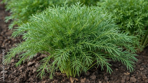 Dense green herbaceous plant with feathery leaves growing from soil in garden bed.
