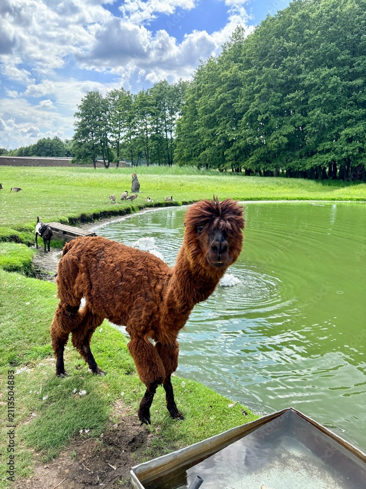 Fototapeta premium Cute Brown Alpaca Standing by Water Pond on Eco Farm