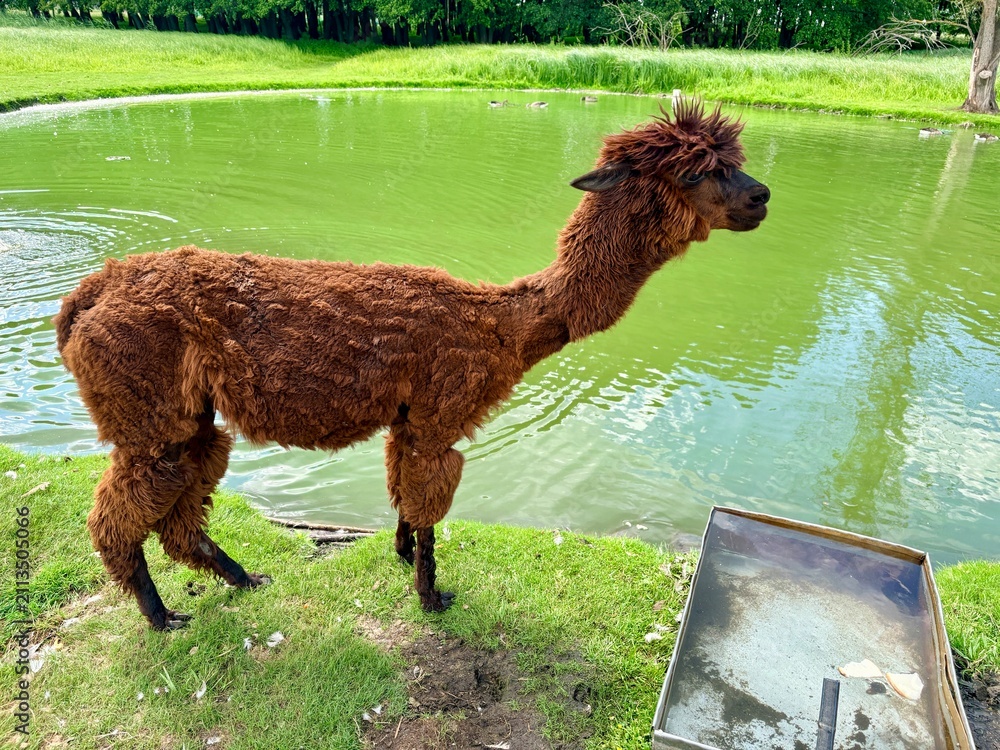 Fototapeta premium Cute Brown Alpaca Standing by Water Pond on Eco Farm