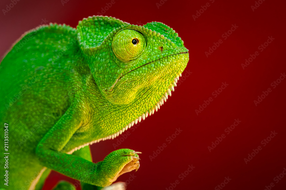 Fototapeta premium The Indian chameleon is a species of chameleon found in Sri Lanka, India, Pakistan and select other parts of South Asia. Like other chameleons, this species moves slowly with a bobbing.