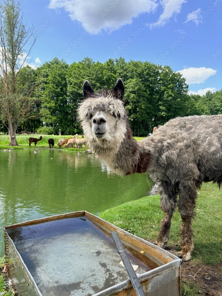 Fototapeta premium Funny Grey Alpaca Looking at Camera near Lake on Eco Farm