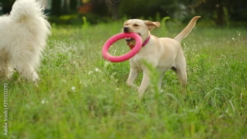 Happy yellow labrador dog holding pink toy ring in mouth on green grass outdoors.
