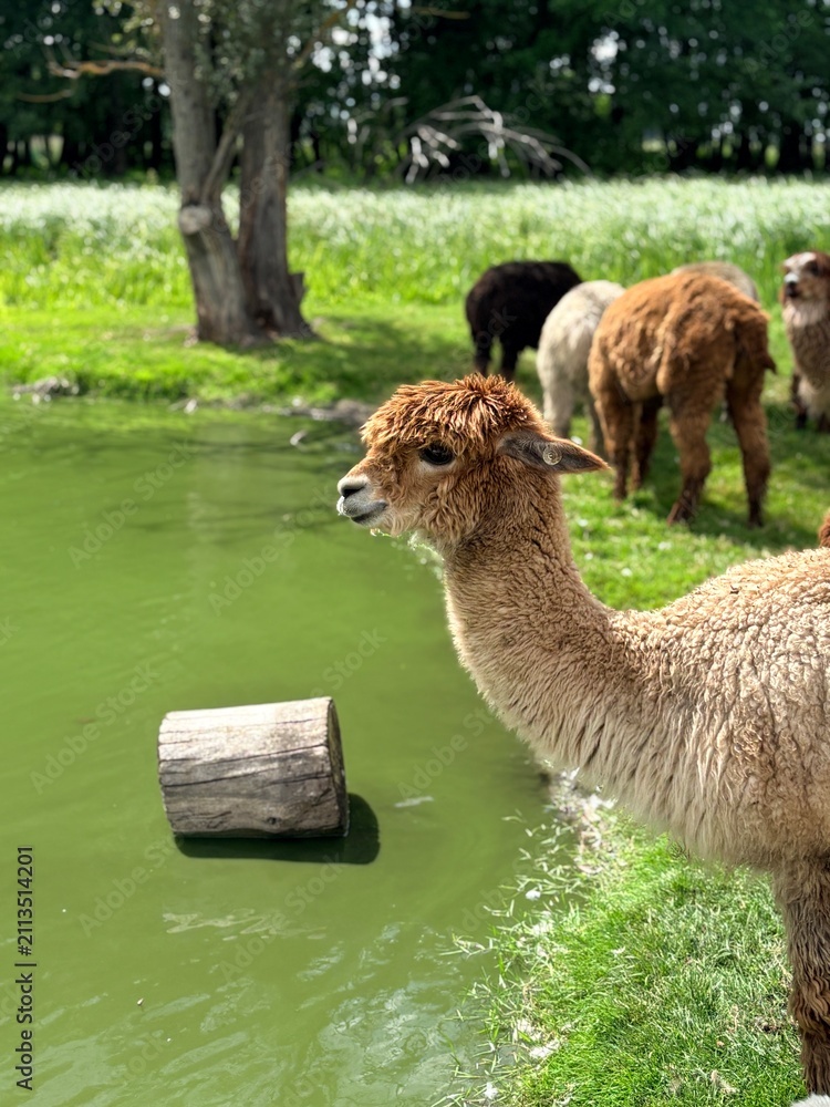 Fototapeta premium Fluffy Light Brown Alpaca Portrait by Lake on Eco Farm