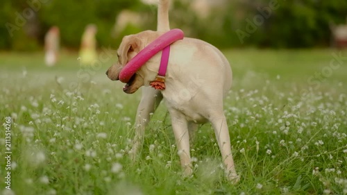 Happy yellow labrador dog holding pink toy ring in mouth on green grass outdoors.