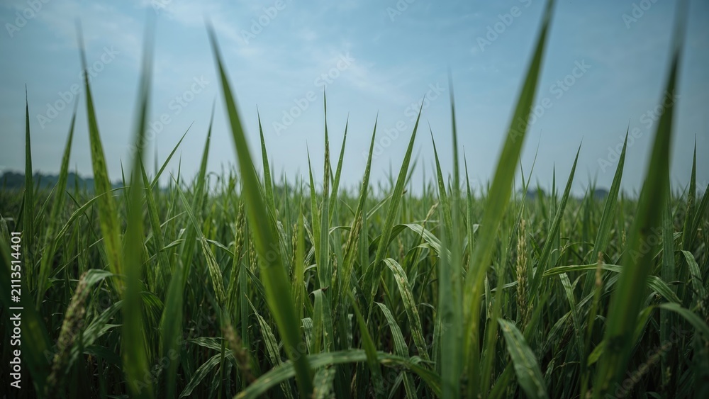 Obraz premium Tall green grass in a field with a blue sky and clouds.