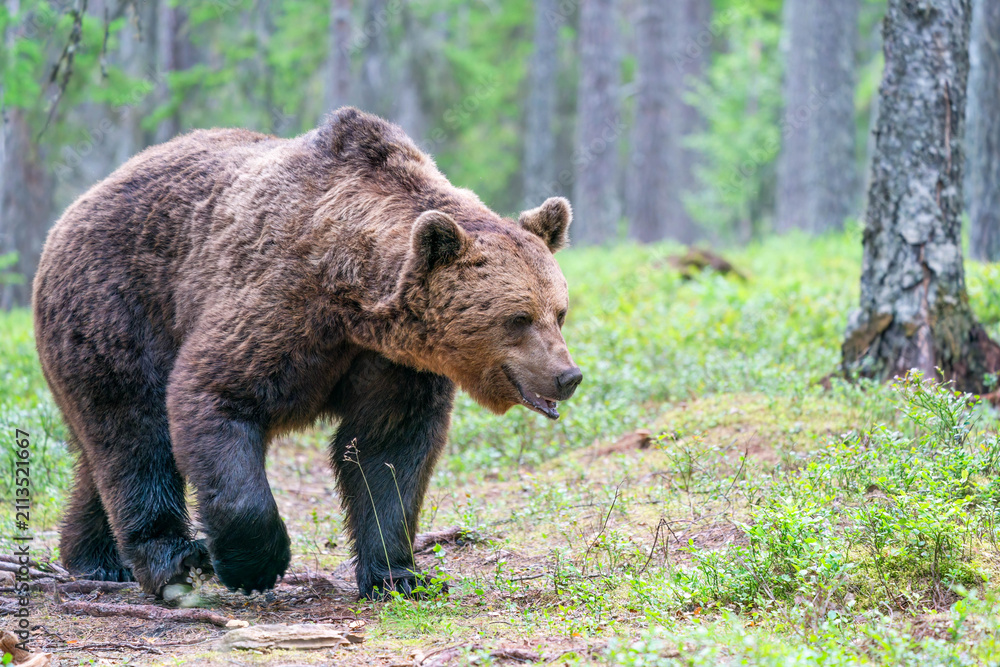 Fototapeta premium Wild brown bear (Ursus arctos) in a forest in Finland - selective focus