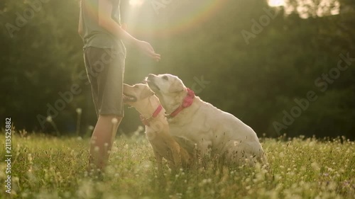 Two yellow labrador dogs sitting obediently near owner in green grass field at sunny sunset.