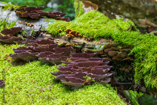 Fungus growing on mossy fallen tree trunk in forest