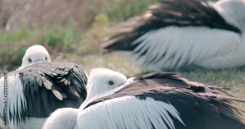 Telephoto close up of pelicans sheltering in wind with beaks tucked into feathers