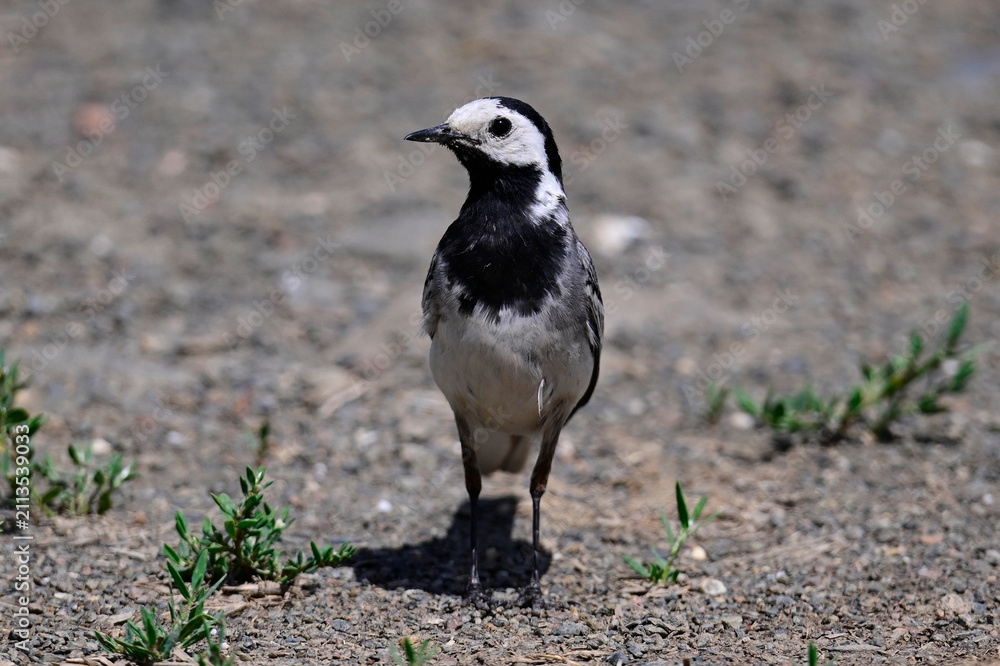 Fototapeta premium Bachstelze // White wagtail (Motacilla alba) 