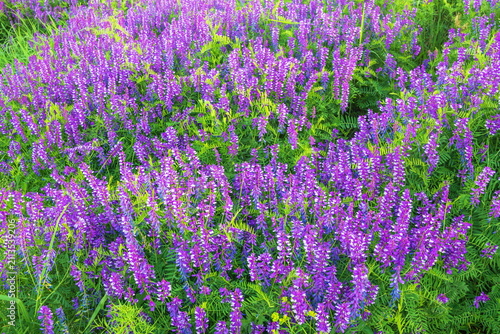 A field of purple meadow flowers
