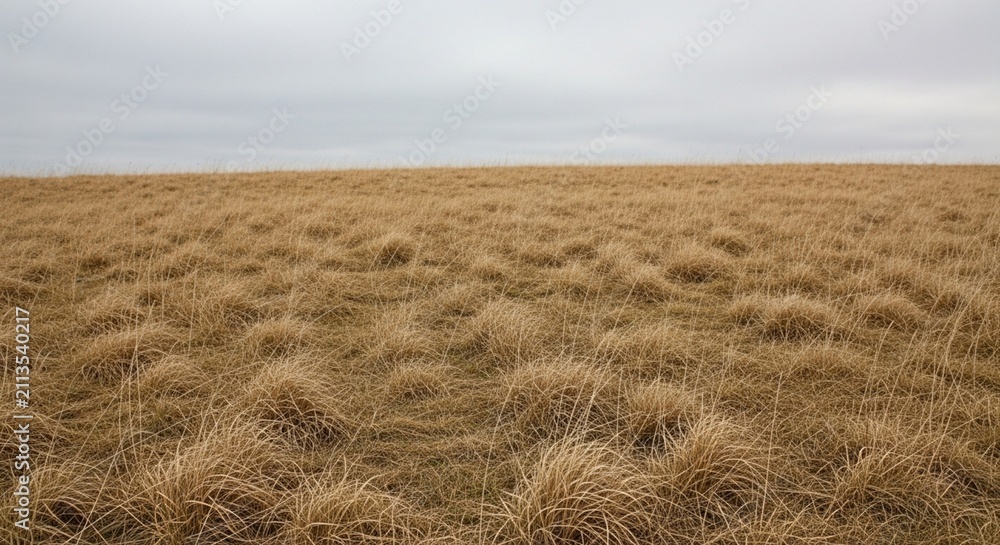 Obraz premium Photorealistic view of a cold grey overcast sky over a vast field of dead grass