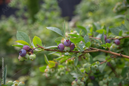 Closeup of ripening blueberry fruit on a leafy branch in an organic garden Fresh green and ripe purple berry showing natural growth summer harvest and healthy agriculture. High quality photo