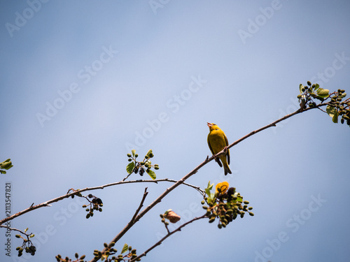 Foto A Greenfinch
